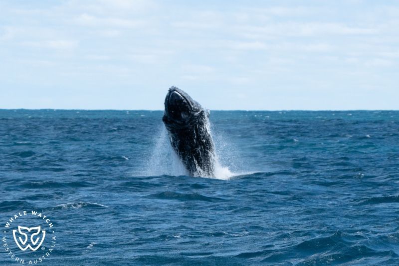 Whale Watch Western Australia