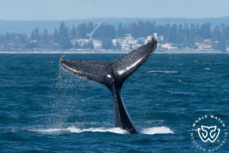 Whale Watch Western Australia