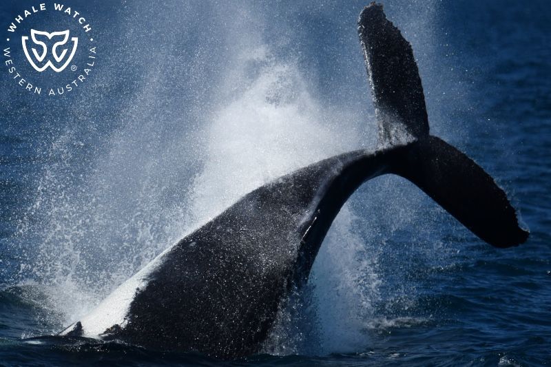 Whale Watch Western Australia