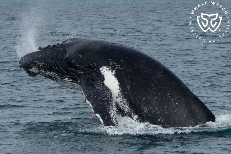 Whale Watch Western Australia