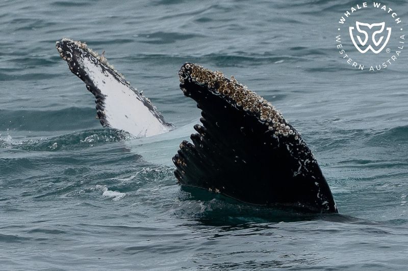 Whale Watch Western Australia