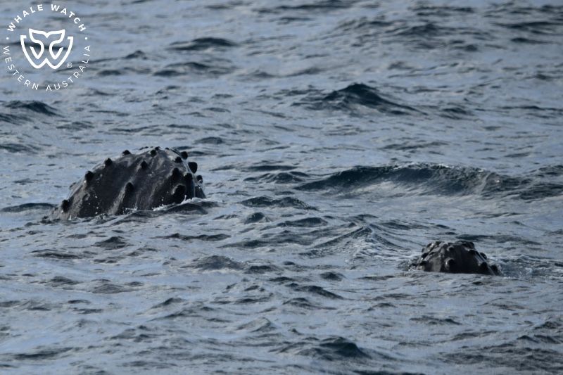 Whale Watch Western Australia