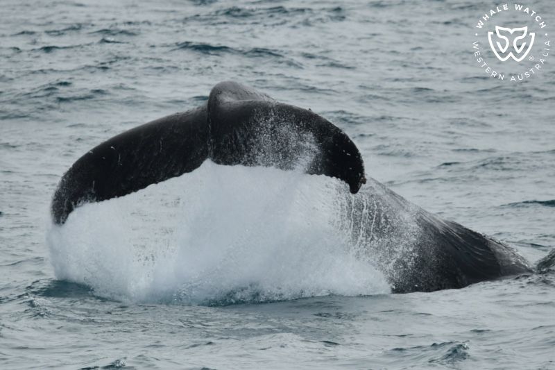 Whale Watch Western Australia