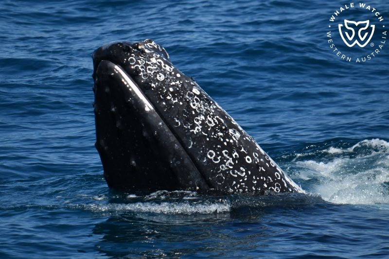 Whale Watch Western Australia