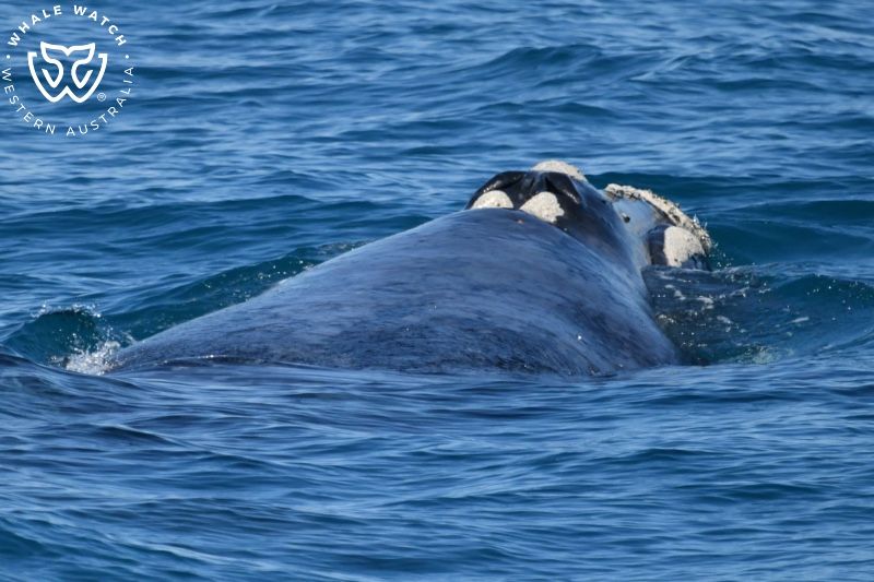 Whale Watch Western Australia