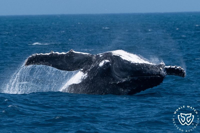 Whale Watch Western Australia