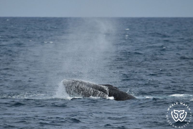 Whale Watch Western Australia