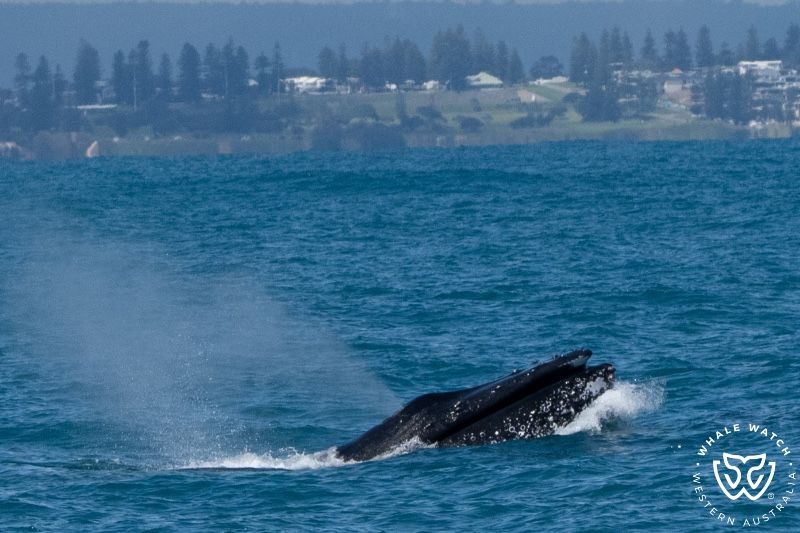 Whale Watch Western Australia