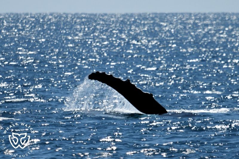 Whale Watch Western Australia
