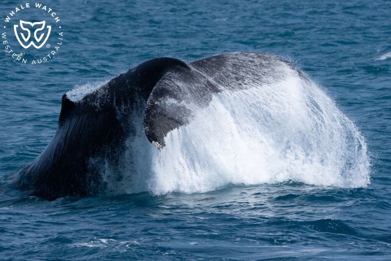 Whale Watch Western Australia