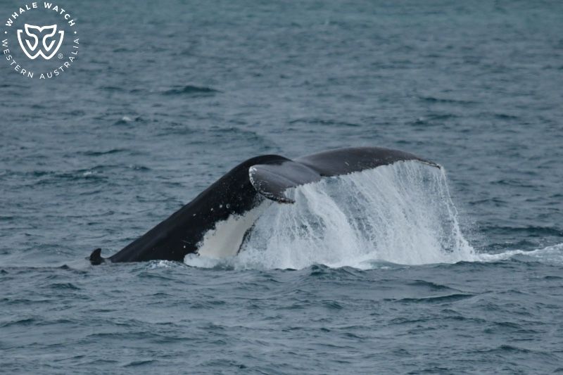 Whale Watch Western Australia