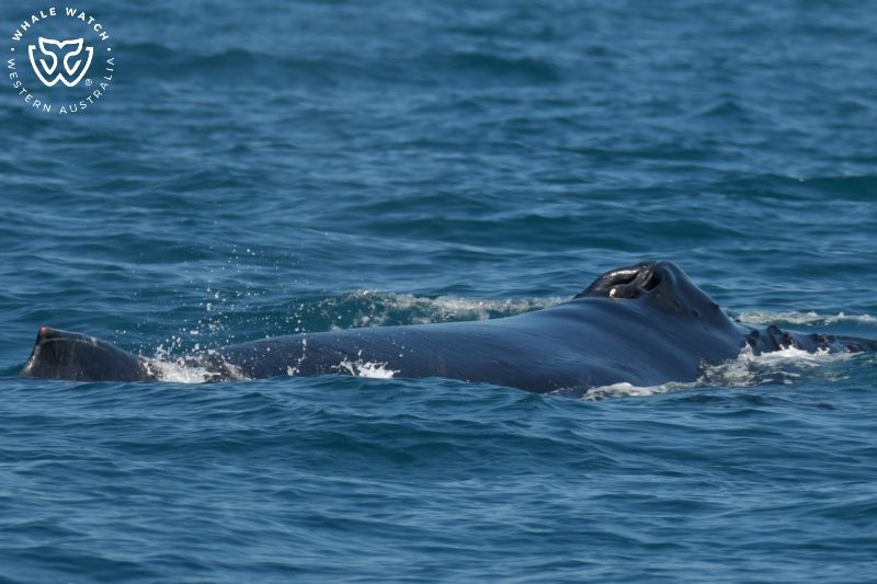 Whale Watch Western Australia