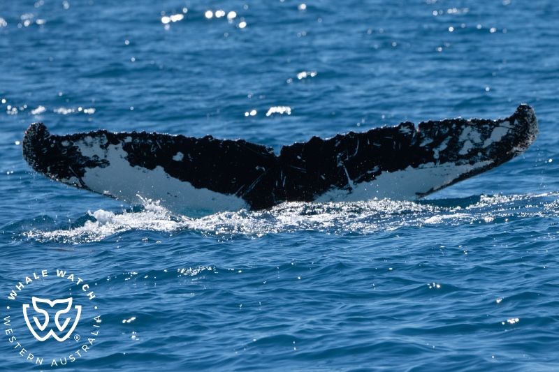 Whale Watch Western Australia