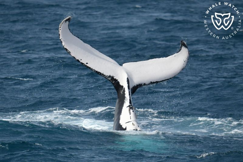 Whale Watch Western Australia
