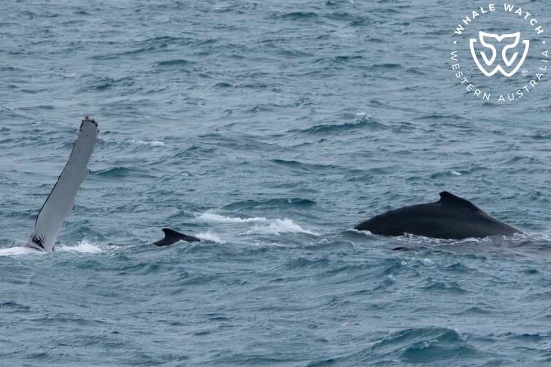 Whale Watch Western Australia