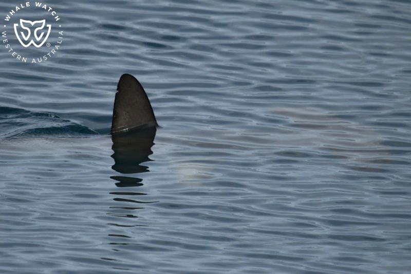 Whale Watch Western Australia