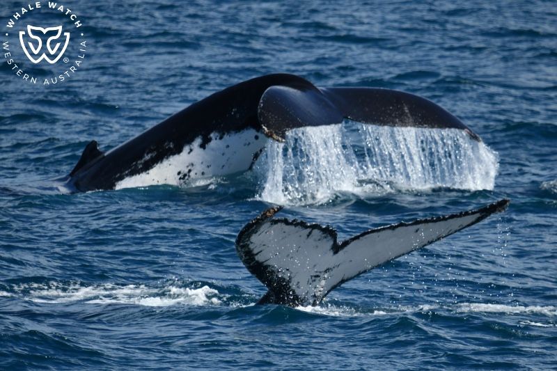 Whale Watch Western Australia