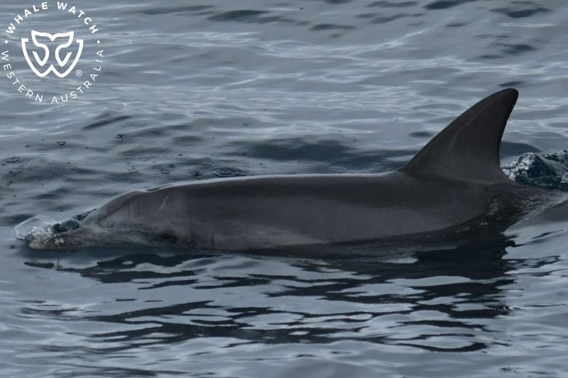 Whale Watch Western Australia