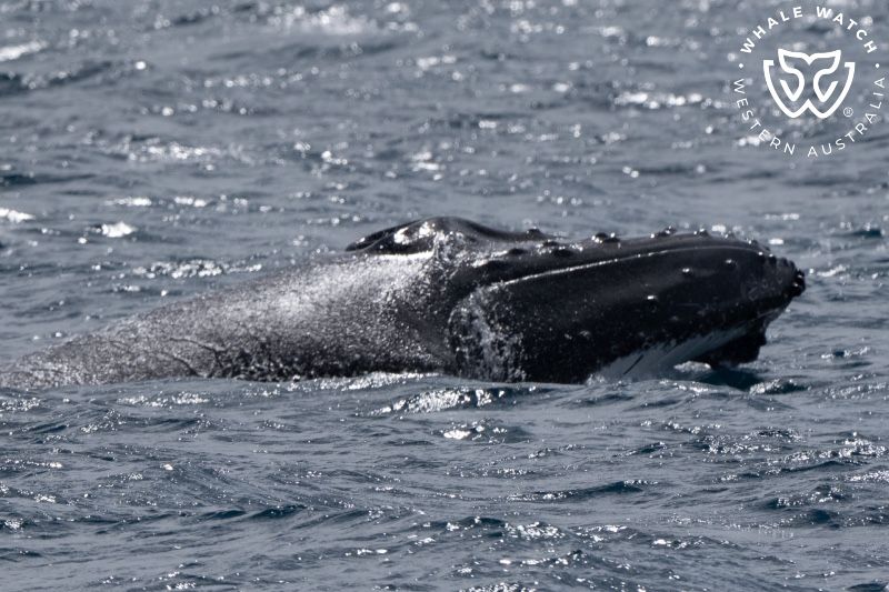 Whale Watch Western Australia