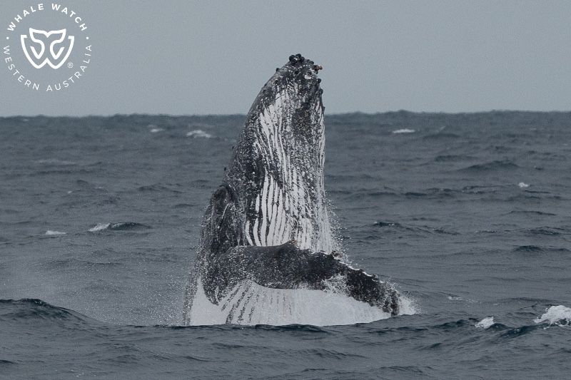 Whale Watch Western Australia