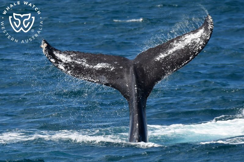 Whale Watch Western Australia