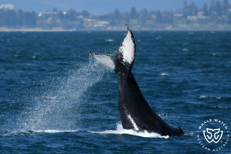 Whale Watch Western Australia