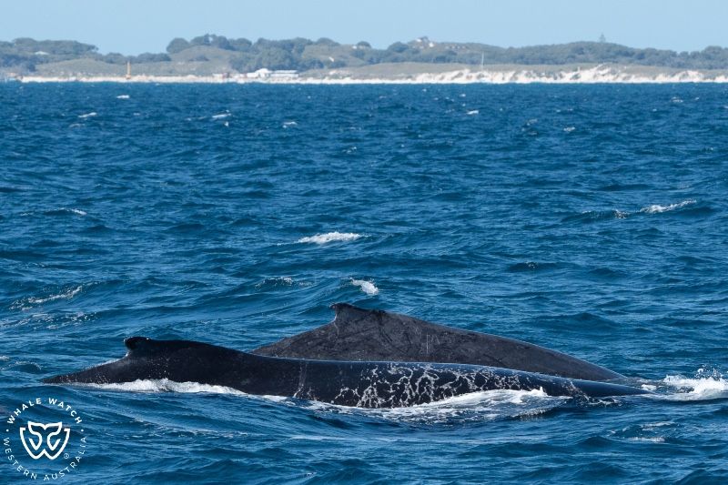 Whale Watch Western Australia
