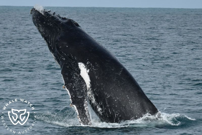 Whale Watch Western Australia