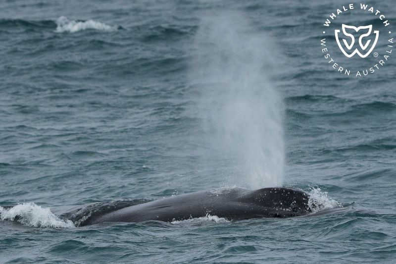 Whale Watch Western Australia