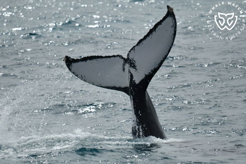 Whale Watch Western Australia