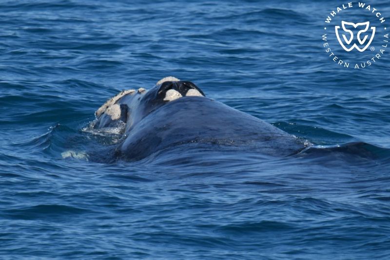 Whale Watch Western Australia
