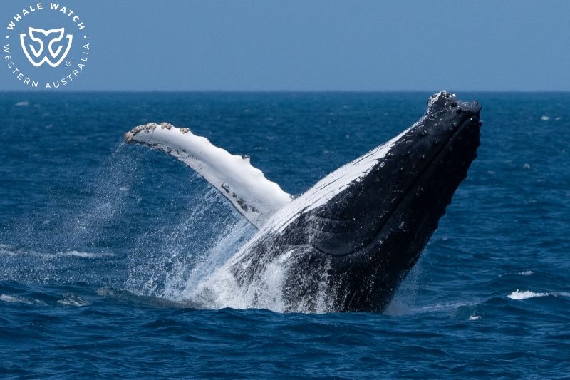 Whale Watch Western Australia