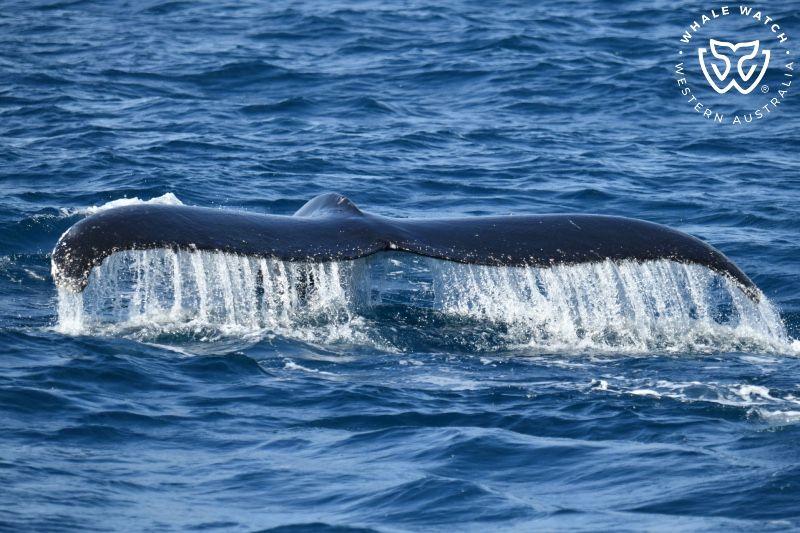 Whale Watch Western Australia