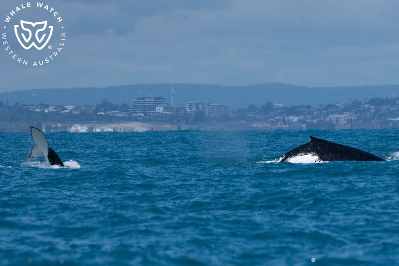 Whale Watch Western Australia