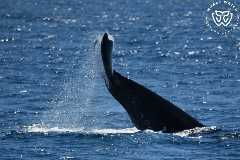 Whale Watch Western Australia