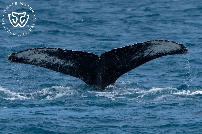 Whale Watch Western Australia
