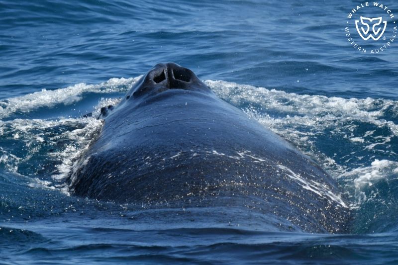 Whale Watch Western Australia
