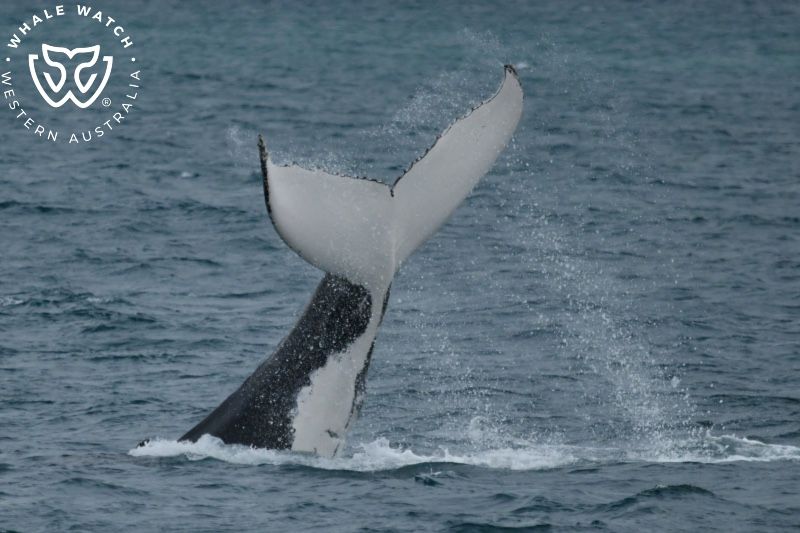 Whale Watch Western Australia