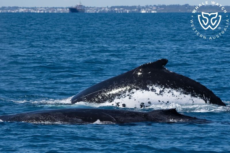 Whale Watch Western Australia