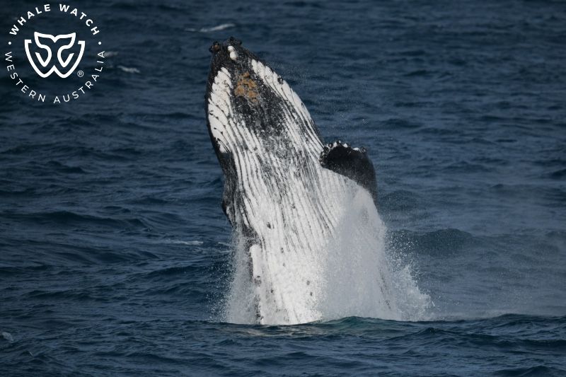 Whale Watch Western Australia