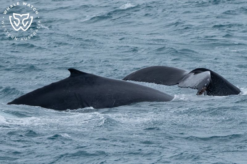Whale Watch Western Australia