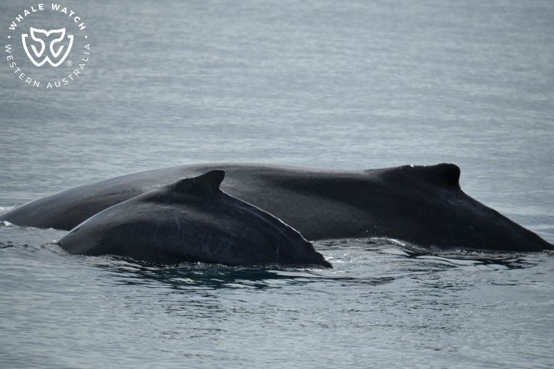 Whale Watch Western Australia