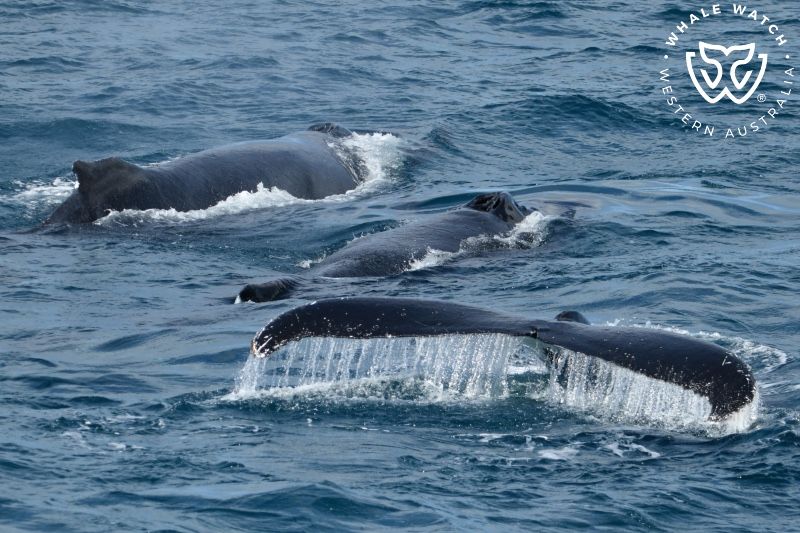 Whale Watch Western Australia