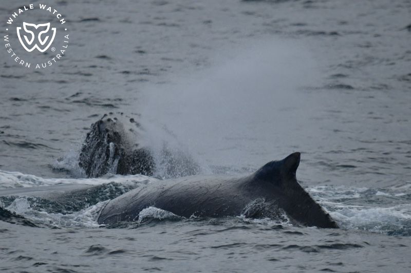 Whale Watch Western Australia