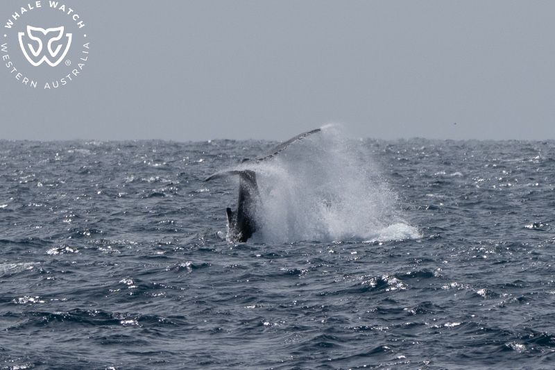 Whale Watch Western Australia