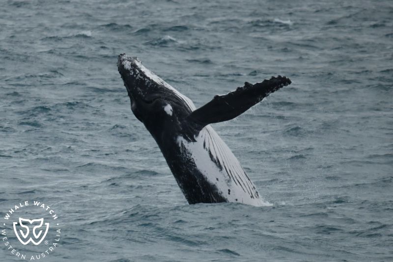 Whale Watch Western Australia