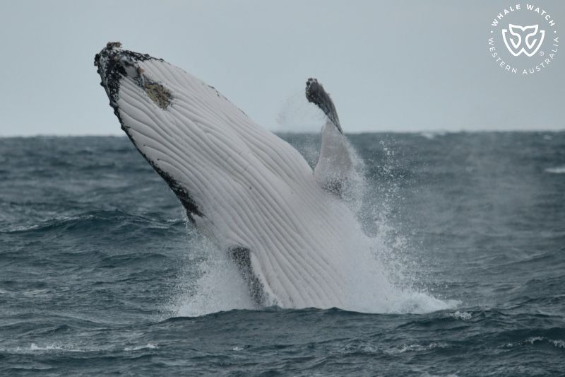 Whale Watch Western Australia