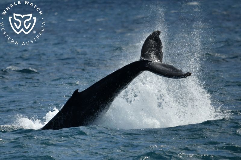 Whale Watch Western Australia