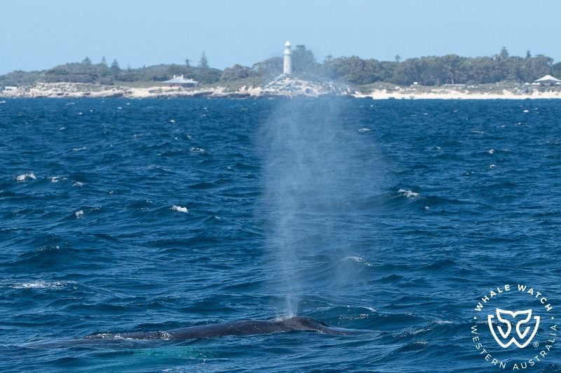 Whale Watch Western Australia
