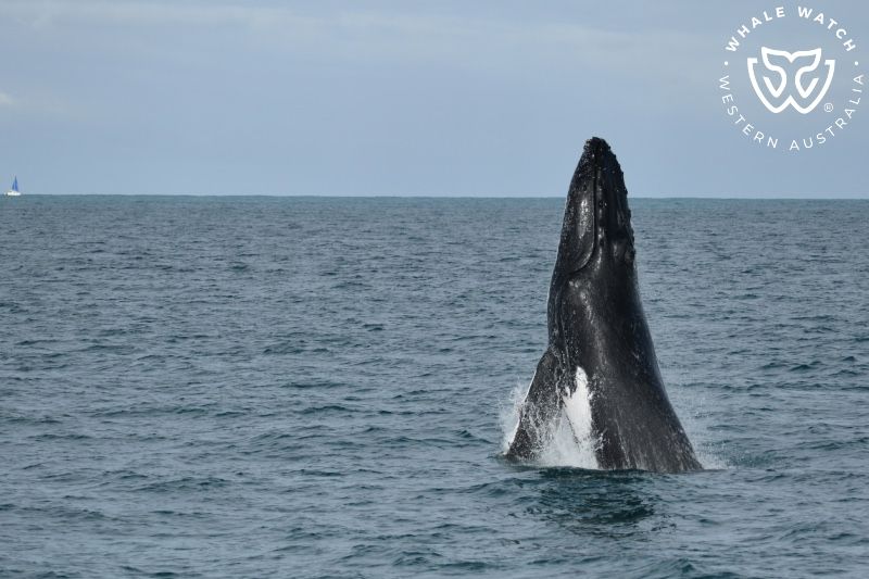 Whale Watch Western Australia